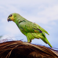 Orange-winged Parrot